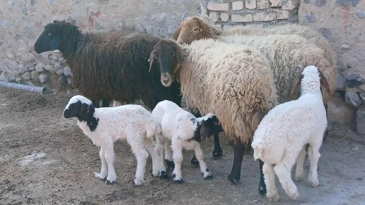 میش زاییده بره نر|حیوانات مزرعه|کاشمر, |دیوار