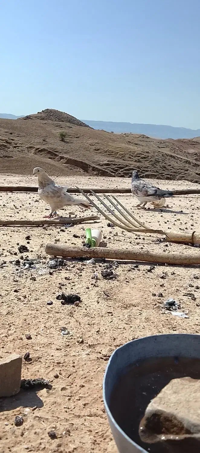 کبوتر|پرنده|اندیکا, |دیوار