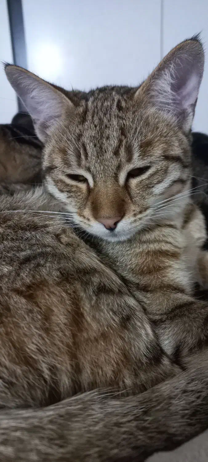 گربه گمشده|حیوانات|مشهد, ایثار|دیوار