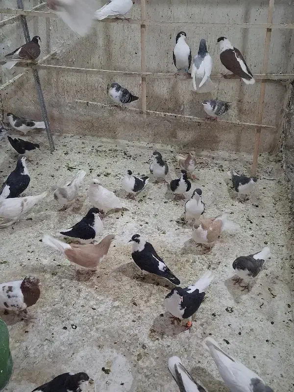 کفتر شهرستانی|پرنده|قم, شهدا|دیوار