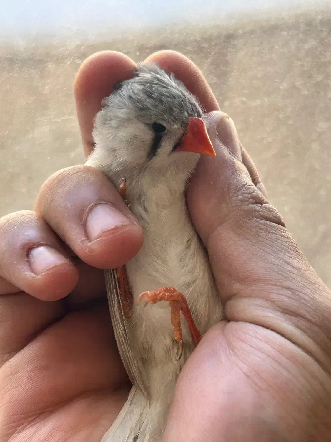 فنچ|پرنده|اردبیل, |دیوار