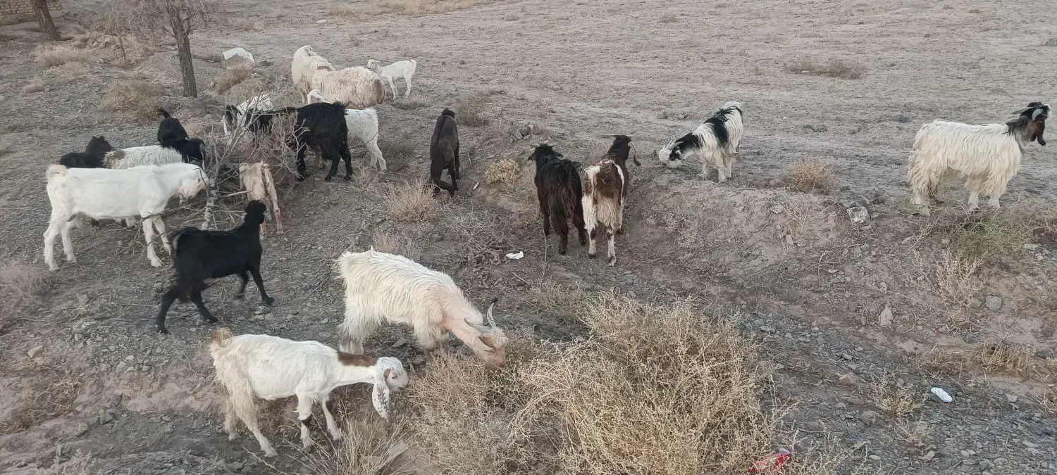 شیشک وبزغاله وچبش|حیوانات مزرعه|بیرجند, |دیوار