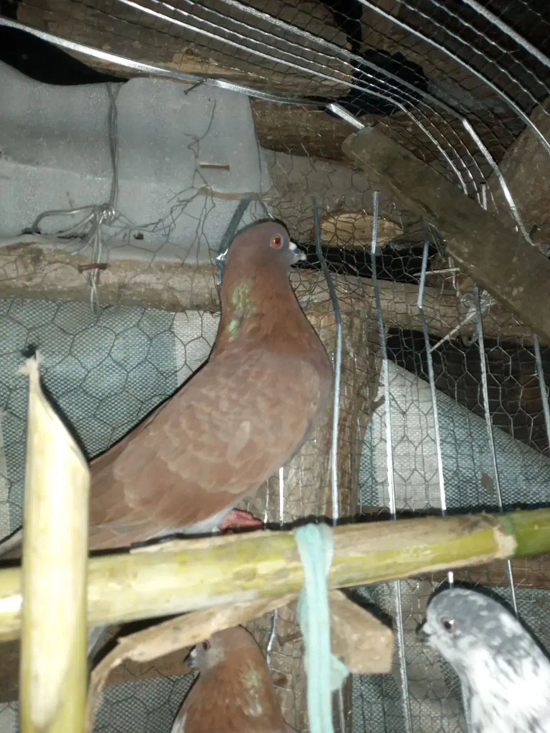 کبوتر|پرنده|شفت, |دیوار