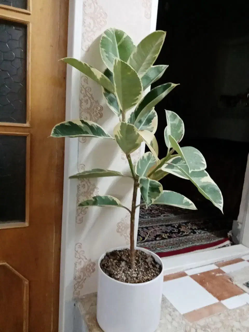 گل طبیعی|گل و گیاه طبیعی|تربت‌حیدریه, شهرک ولیعصر|دیوار