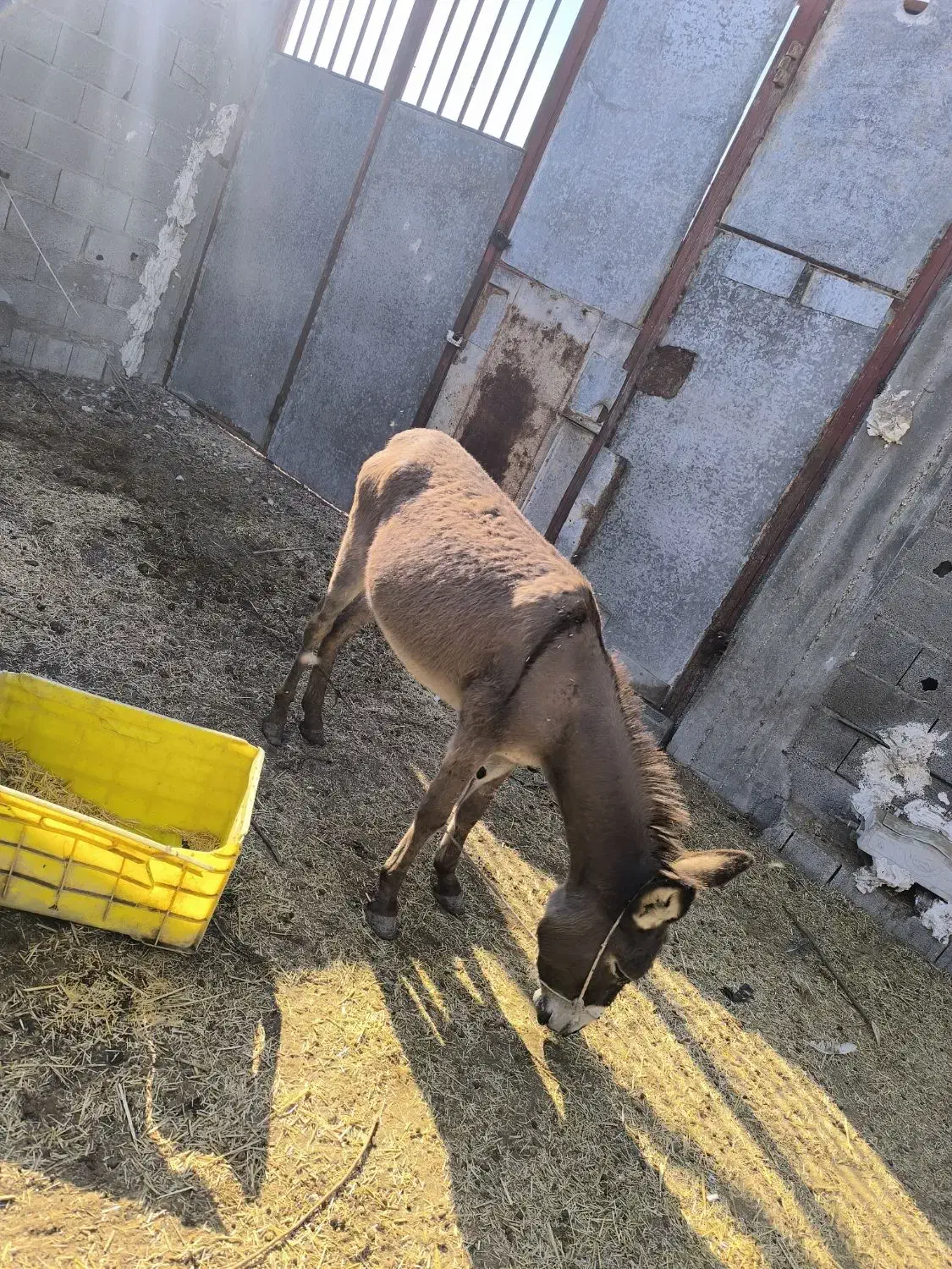 الاغ نر|حیوانات مزرعه|پارسیان, |دیوار