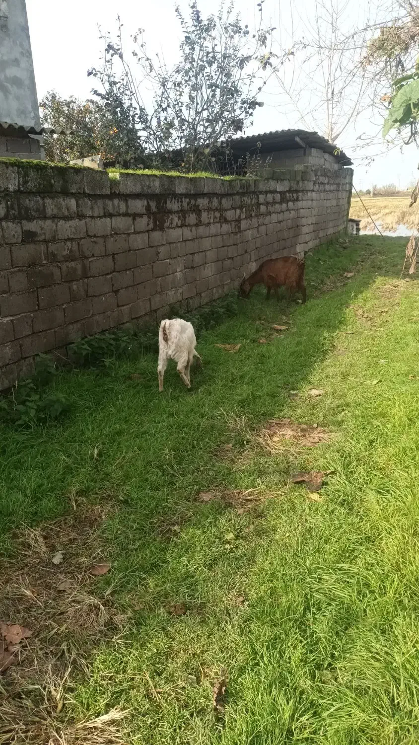 بز بزغاله پاکستانی ماده|حیوانات مزرعه|دابودشت, |دیوار