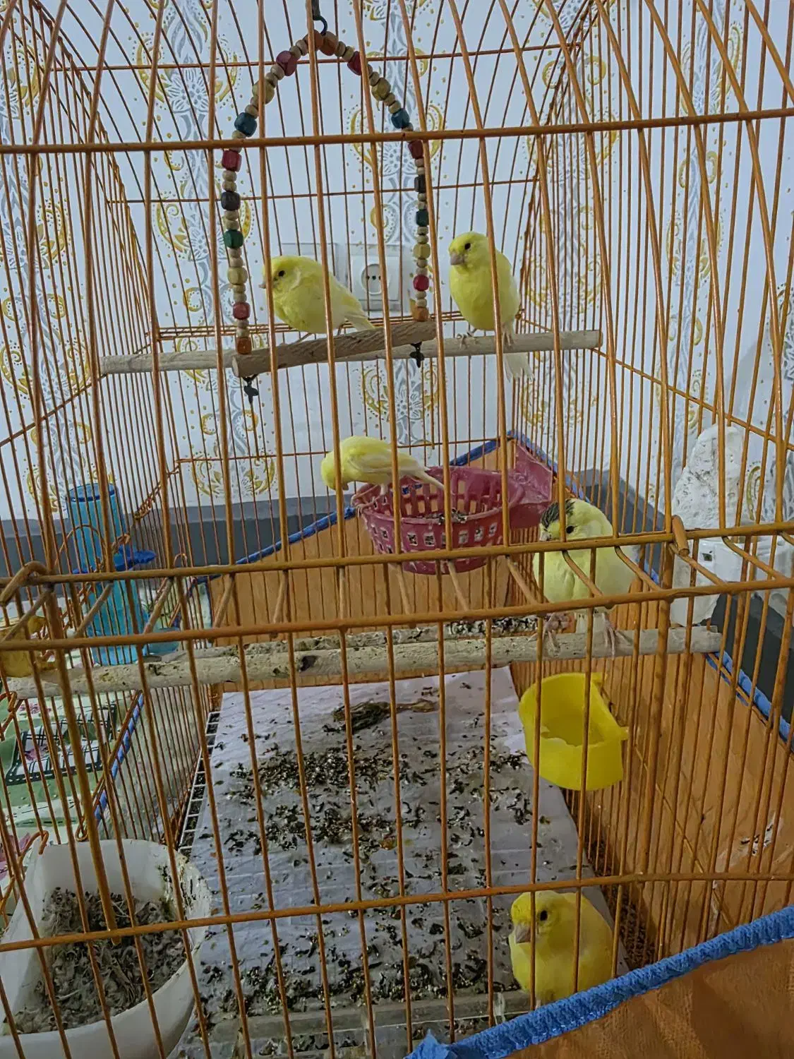 قناری های یلو فاکتور جوان و زیبا|پرنده|بندرعباس, |دیوار