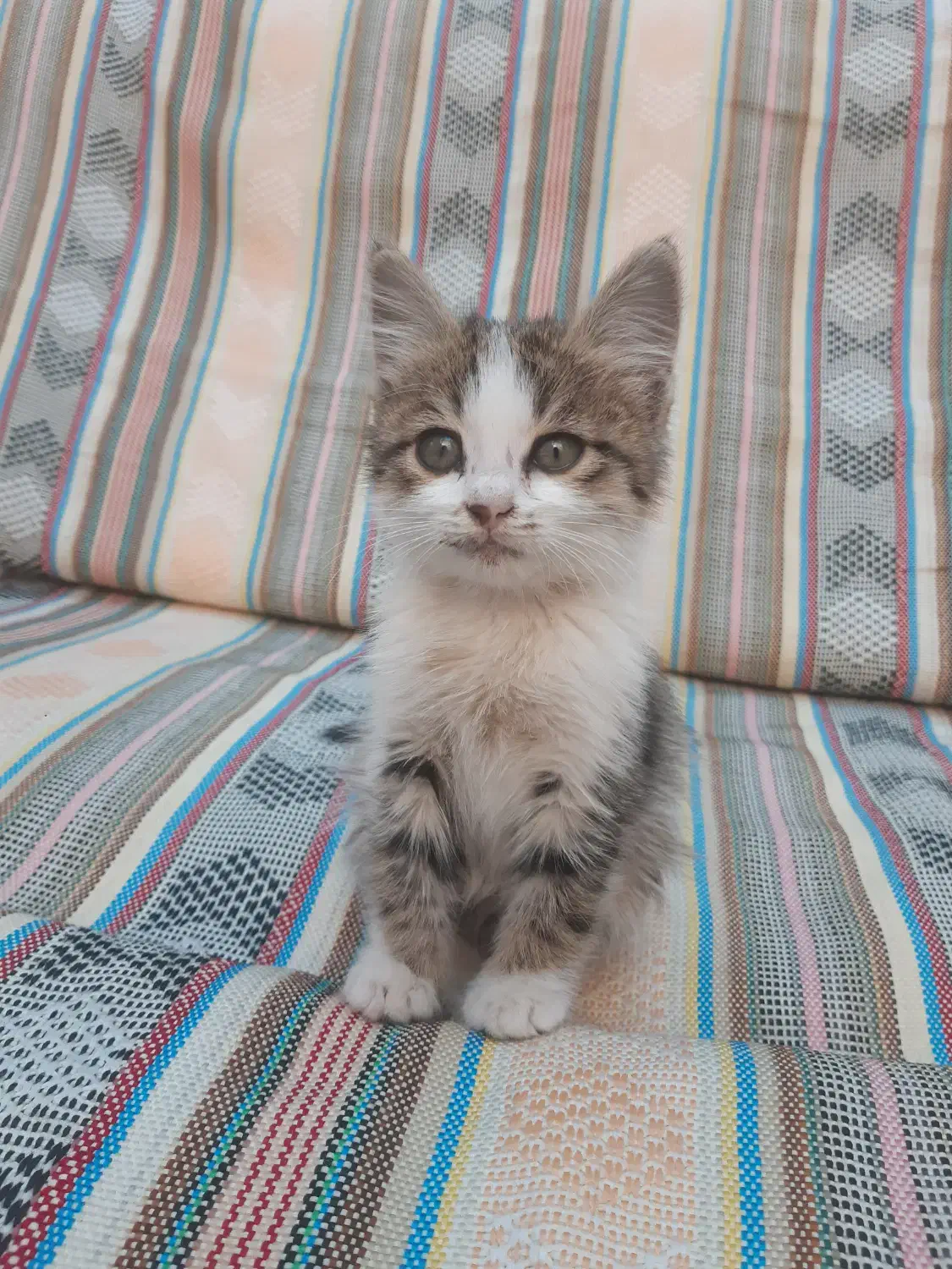 واگذاری حیوان دستی|گربه|قزوین, |دیوار