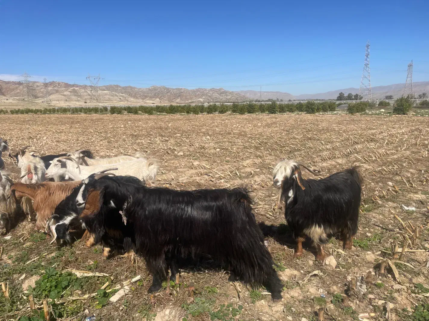 ۲۰ راس بز آبستن|حیوانات مزرعه|کازرون, |دیوار