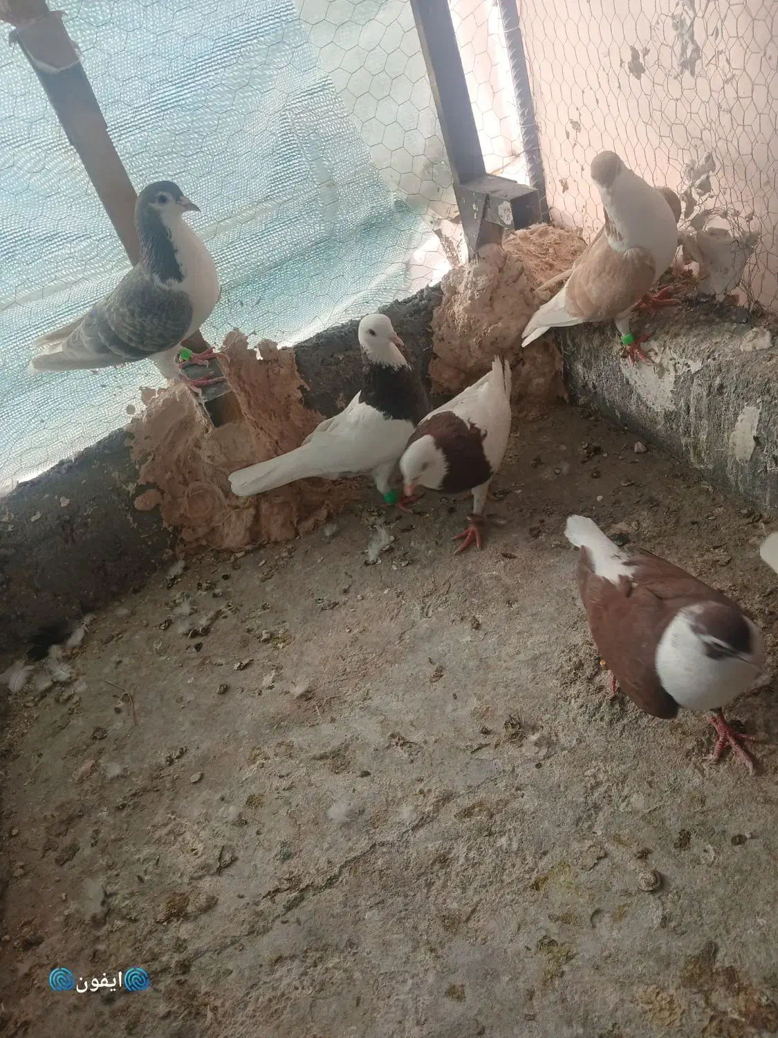 کفتر|پرنده|یزد, |دیوار