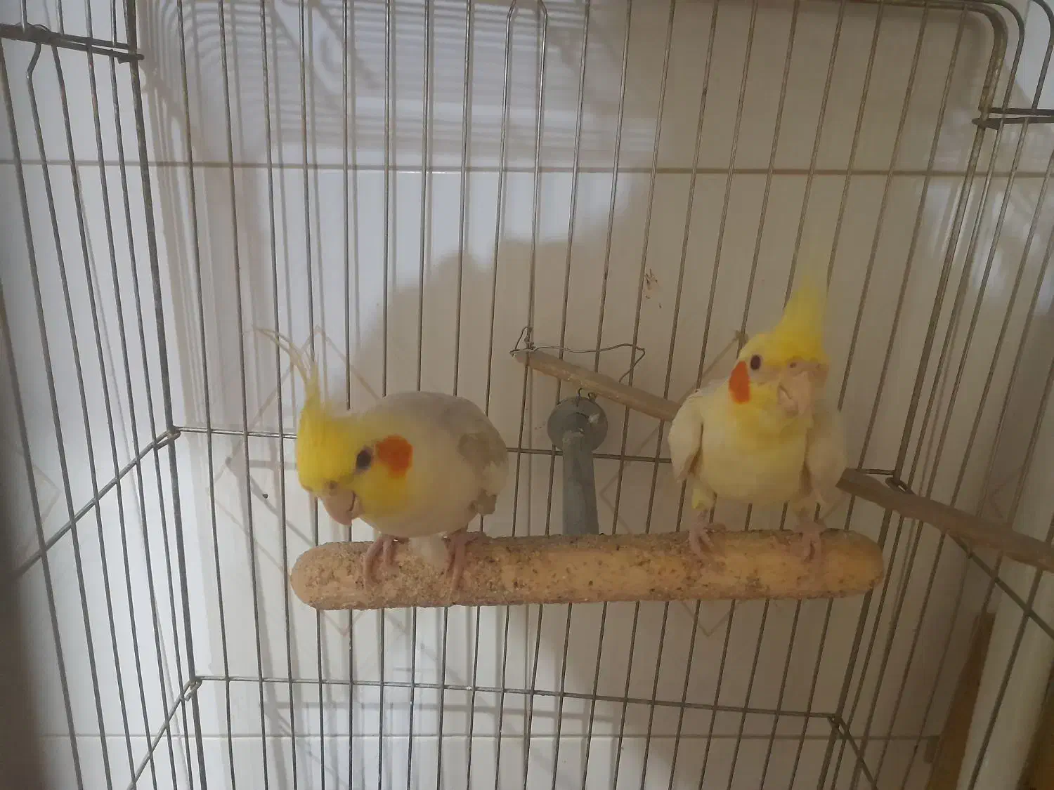 یک جفت عروس هلندی کار|پرنده|زابل, |دیوار