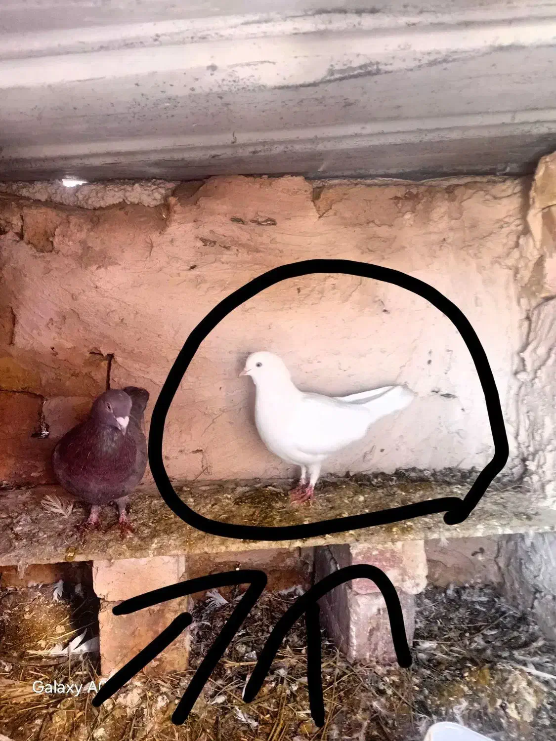 کبوتر|پرنده|سیلوانه, |دیوار