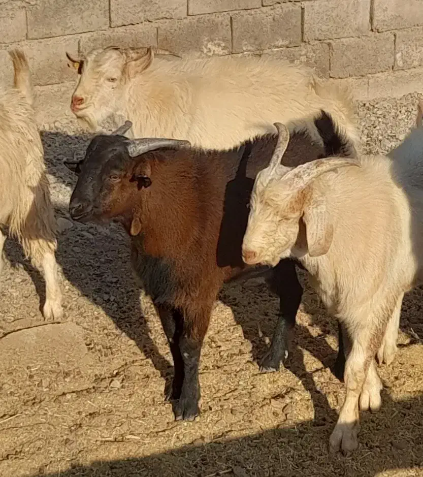 چبش چاق|حیوانات مزرعه|راور, |دیوار