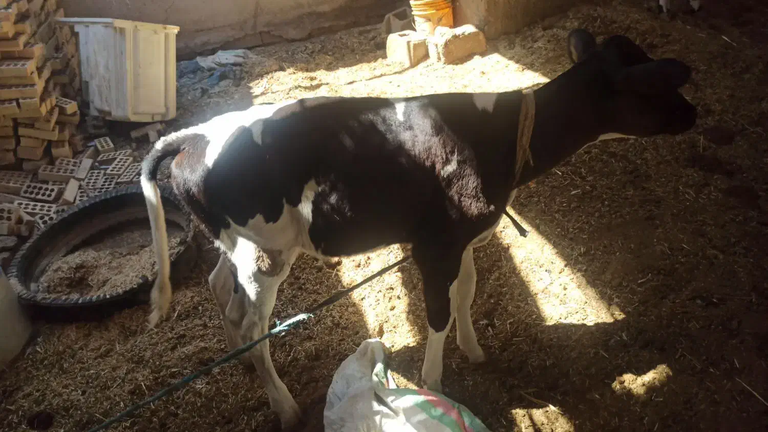 سلام گاو باگوساله ماده|حیوانات مزرعه|رامشیر, |دیوار
