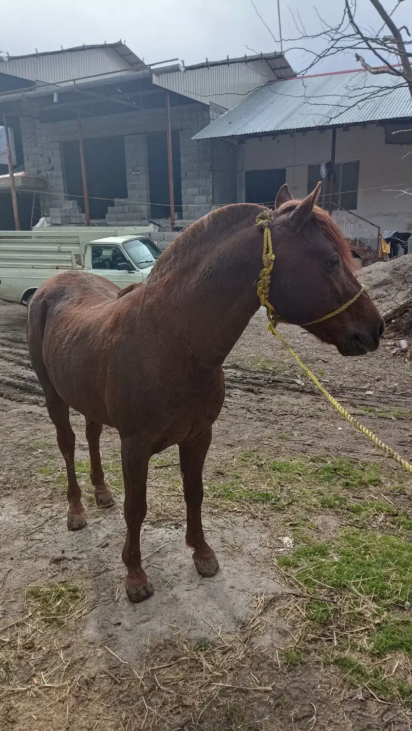 اسب قاطر|اسب و تجهیزات اسب‌سواری|تنکابن, |دیوار