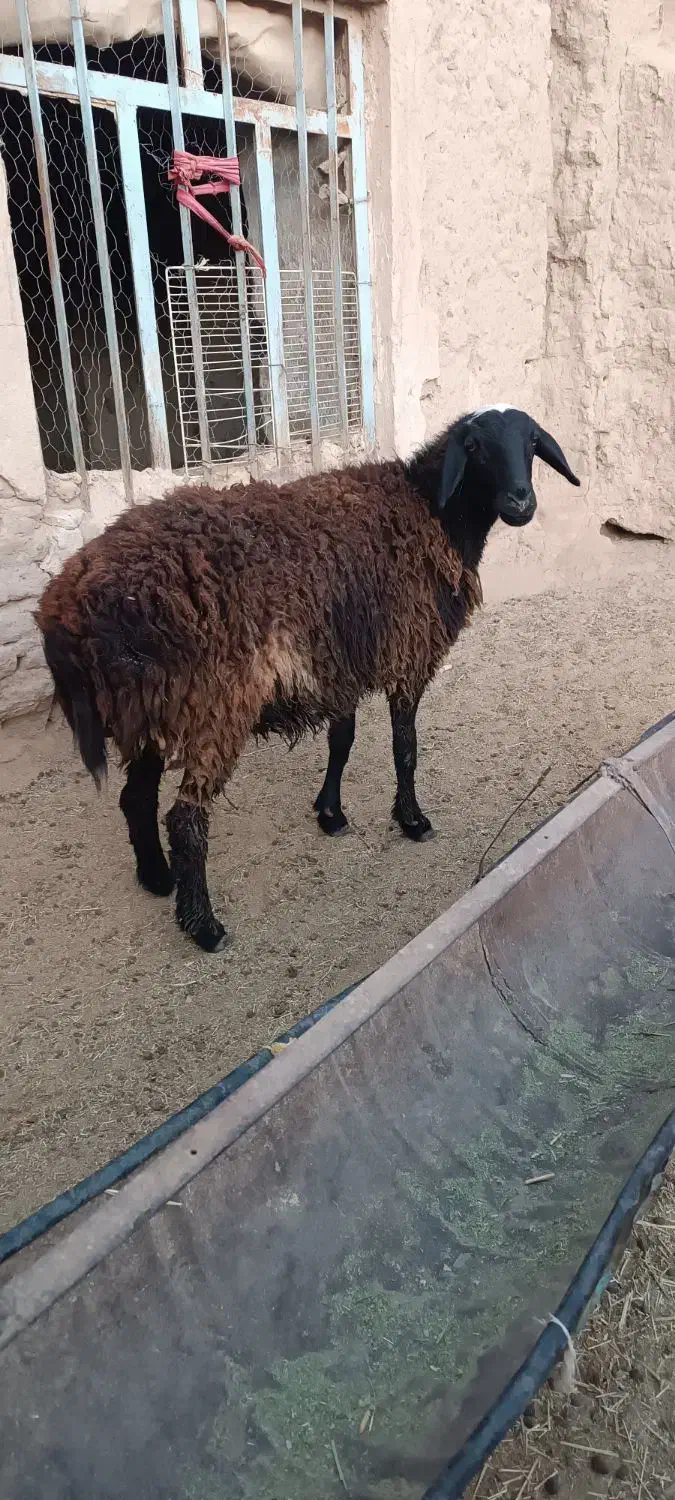 بره قوچی وتقلی|حیوانات مزرعه|بیرجند, |دیوار