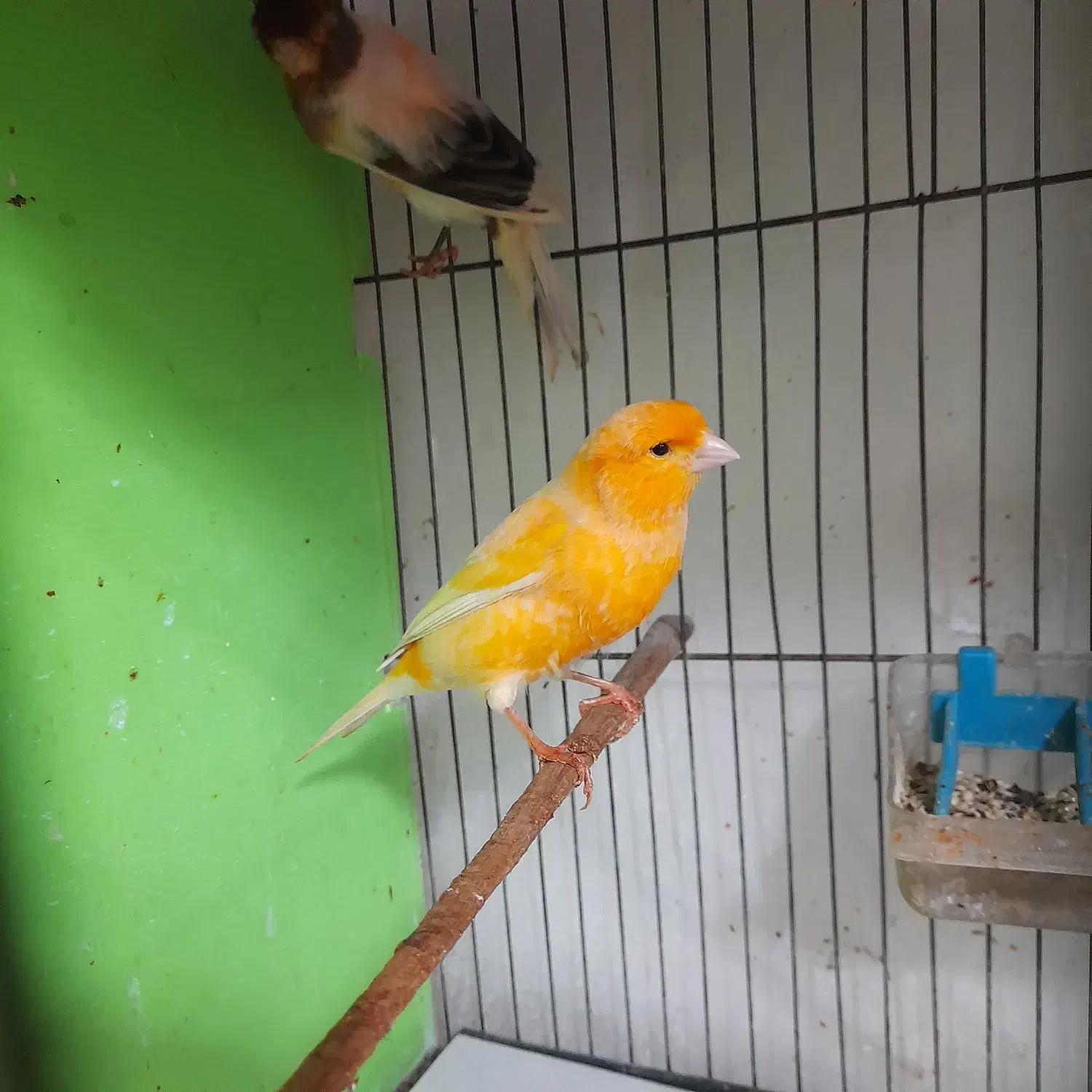 قناری رو جوجه|پرنده|قائمشهر, |دیوار