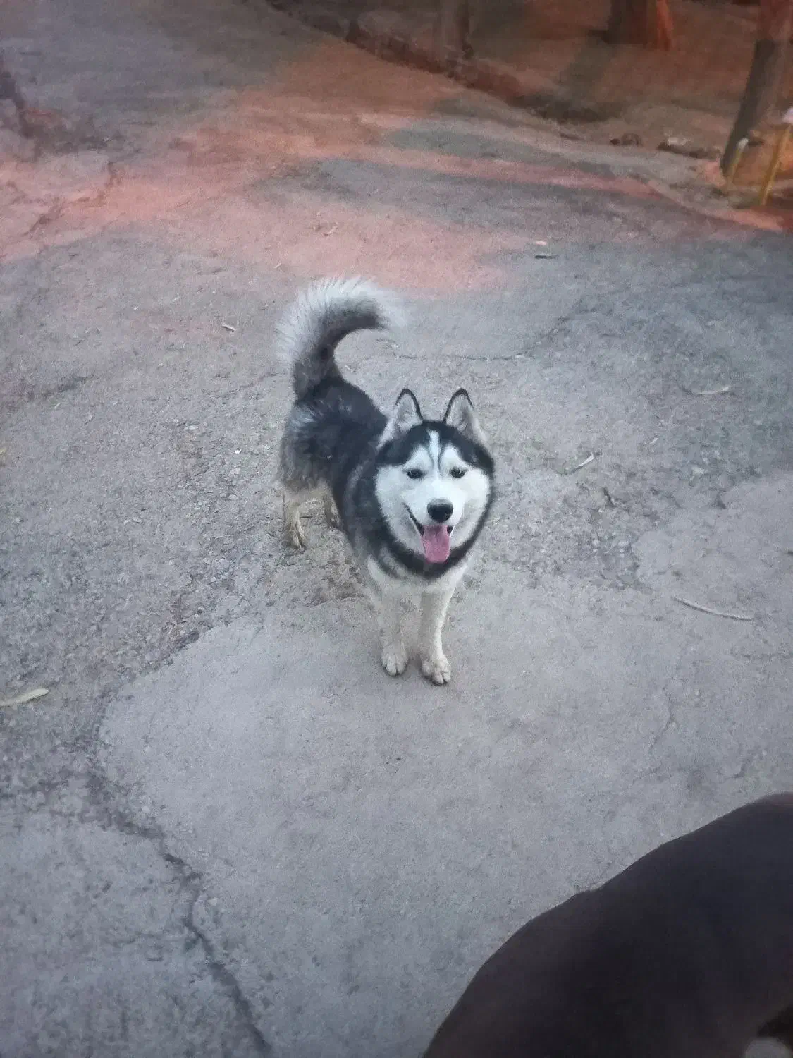 سگ هاسکی مالاموت اصل|سگ|شوشتر, |دیوار