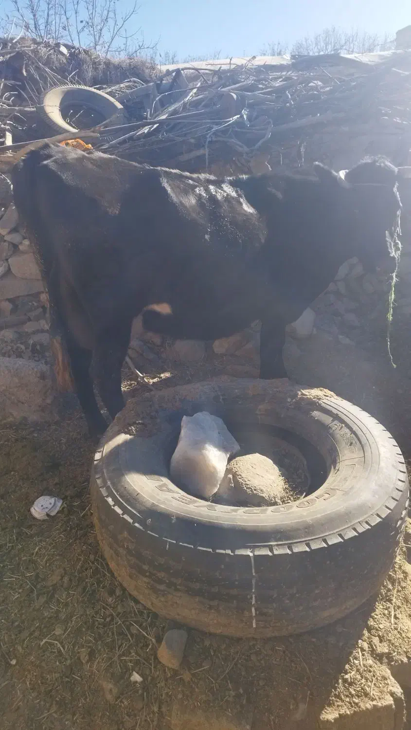 گاو ماهونی اصل|حیوانات مزرعه|لاله زار, |دیوار