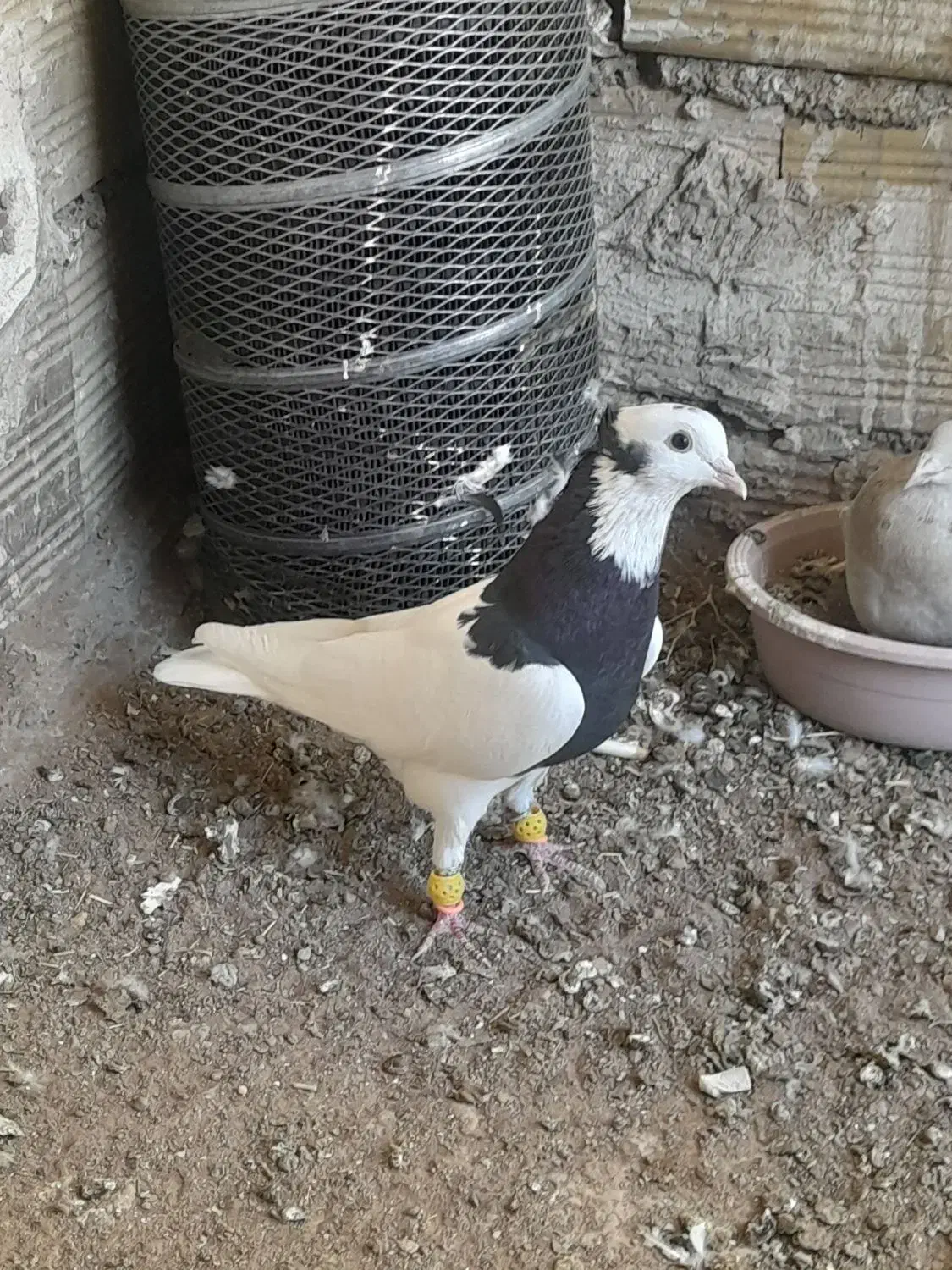 کبوتر طوقی سیاه|پرنده|اقبالیه, |دیوار