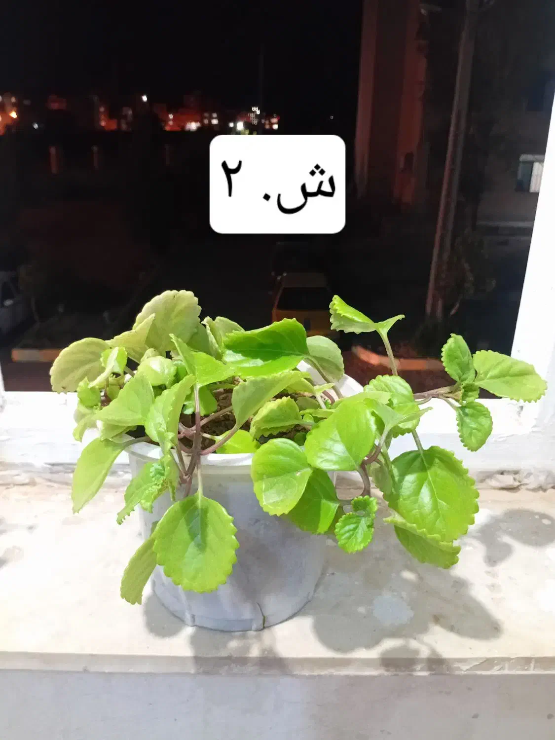 گل و گیاه شاداب|گل و گیاه طبیعی|ابهر, |دیوار