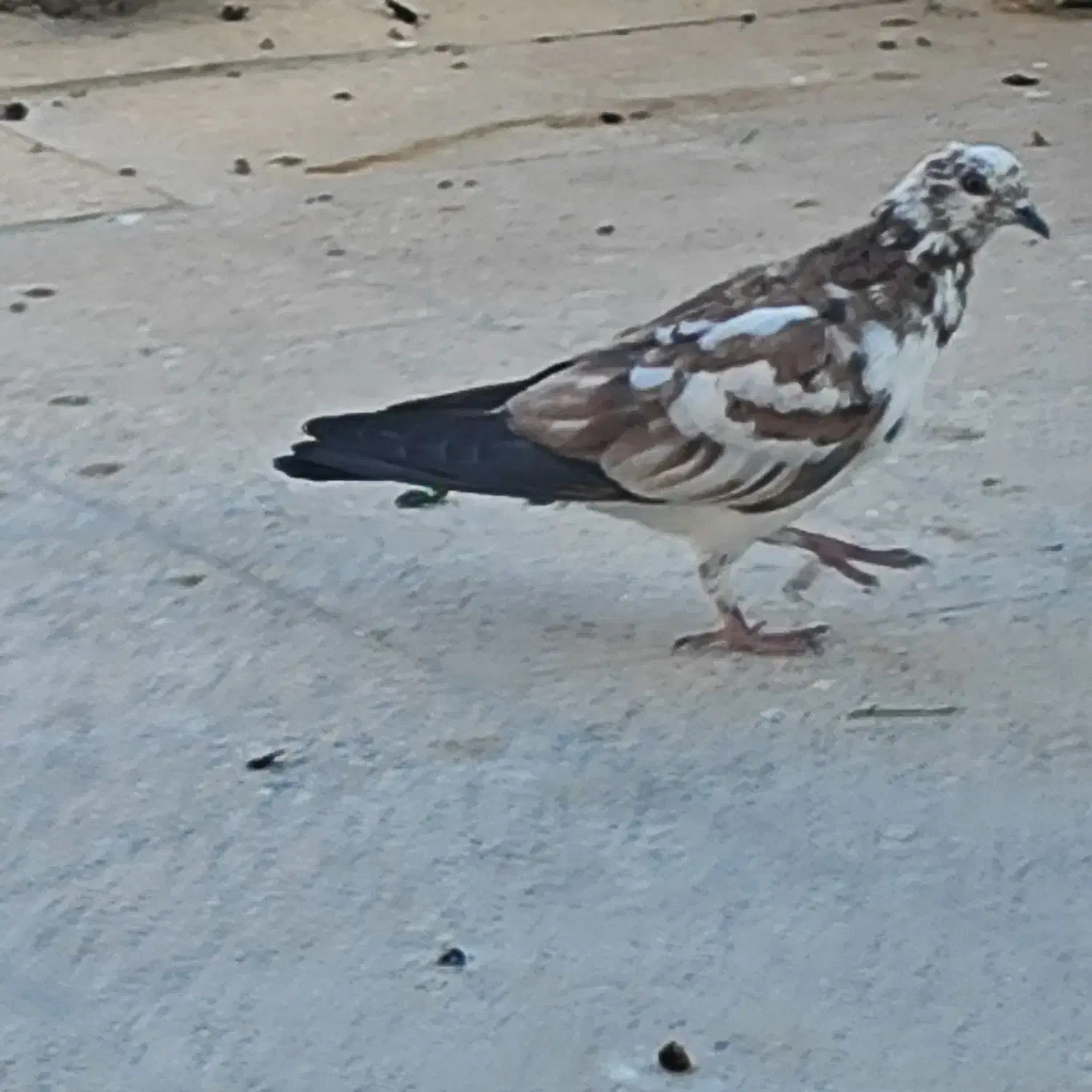 فروش سه عدد کبوتر|پرنده|اصفهان, طامه|دیوار