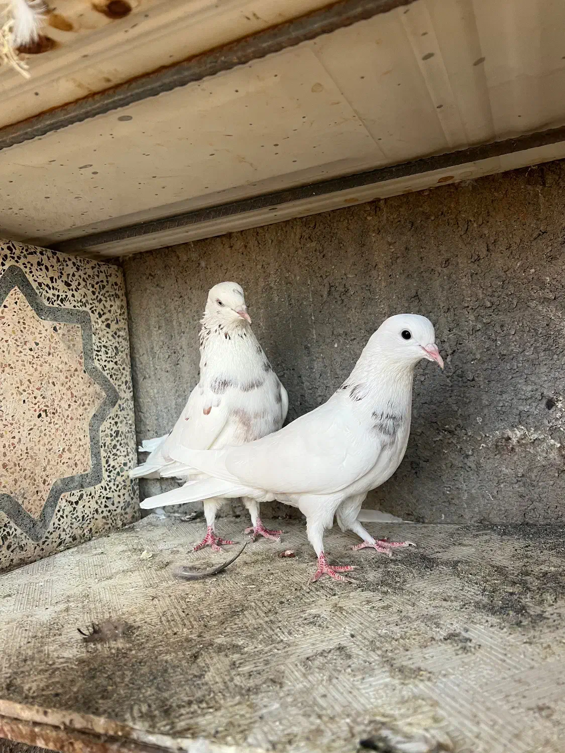 فروش چند جفت پا جفتی|پرنده|رودان, |دیوار