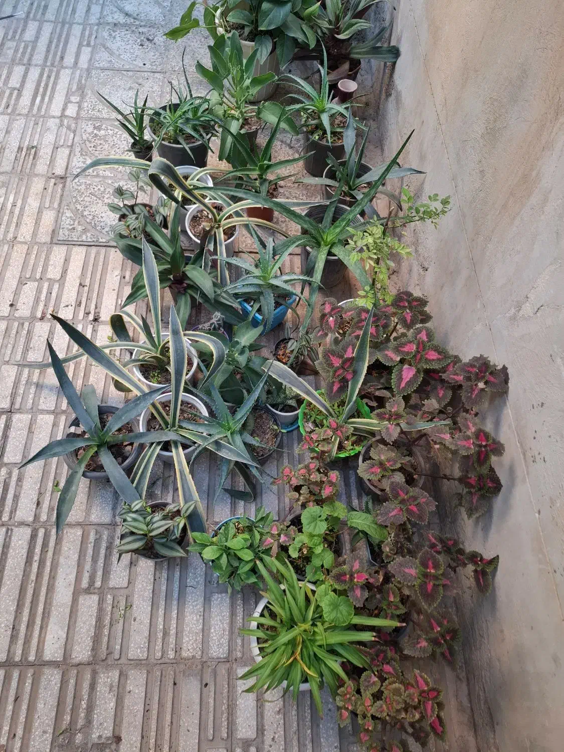 گل و گیاه طبیعی|گل و گیاه طبیعی|الوند, |دیوار