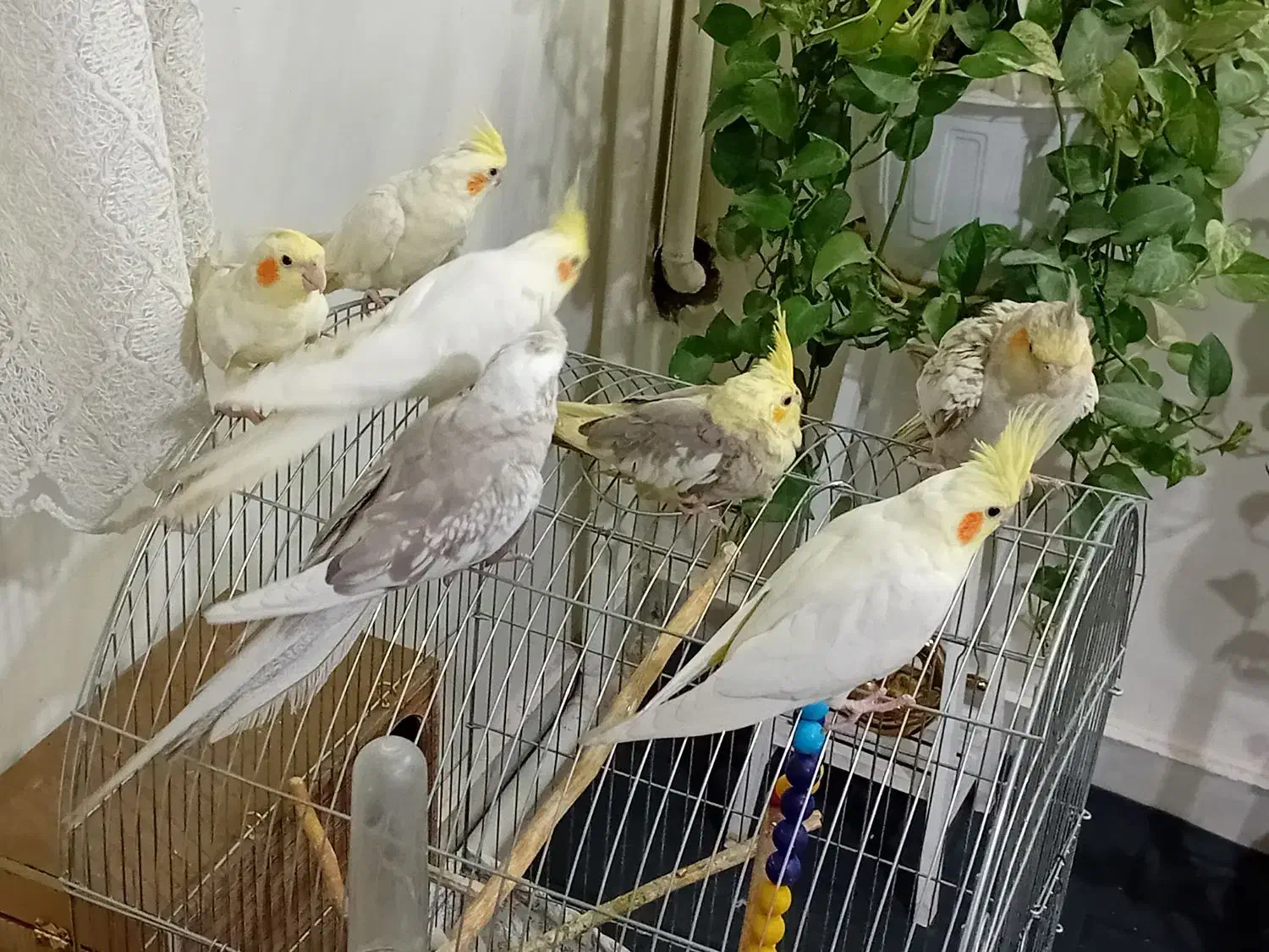 عروس هلندی|پرنده|اسلام‌شهر, شاطره|دیوار