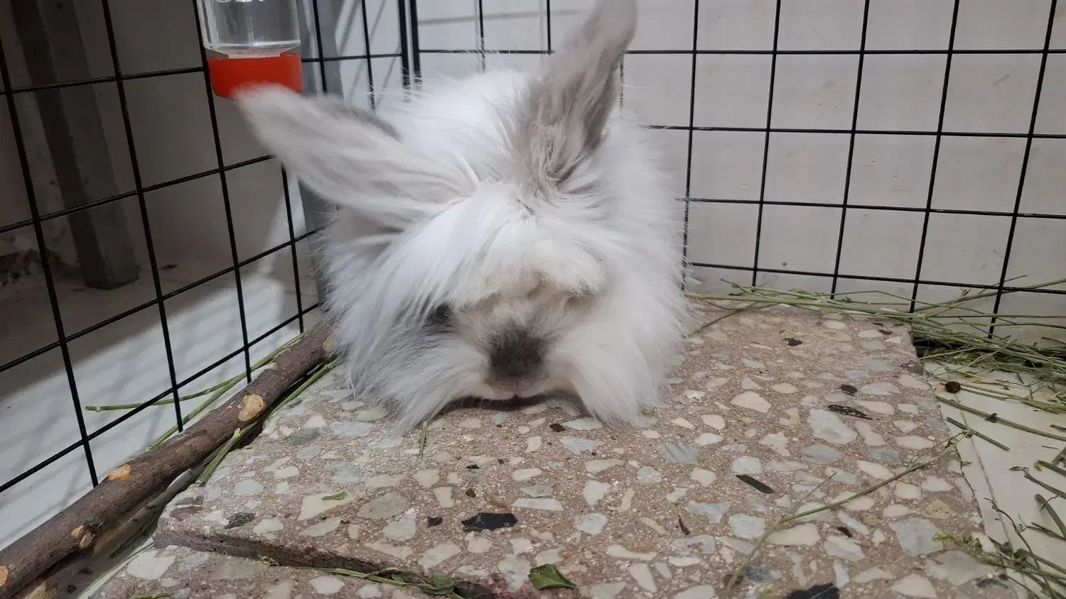 خرگوش مینی لوپ|موش و خرگوش|دیواندره, |دیوار