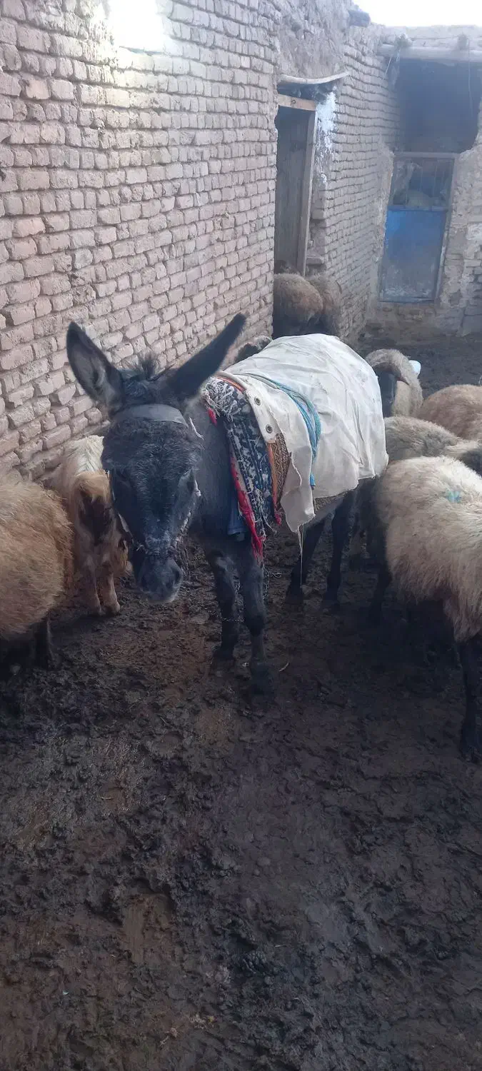 دوعدد خر|حیوانات مزرعه|عطاملک, |دیوار