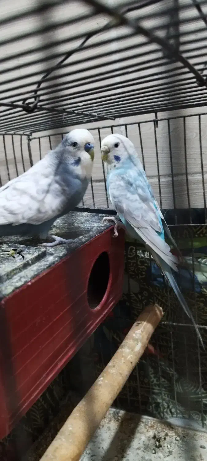 مرغ عشق انگلیسی|پرنده|کرج, حصارک پایین|دیوار