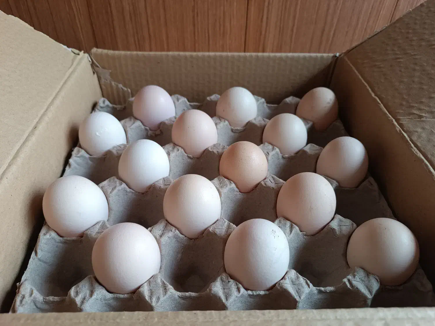 تخم مرغ محلی دوزرده و بلدرچین|خوردنی و آشامیدنی|مشهد, توس (بلوار توس)|دیوار