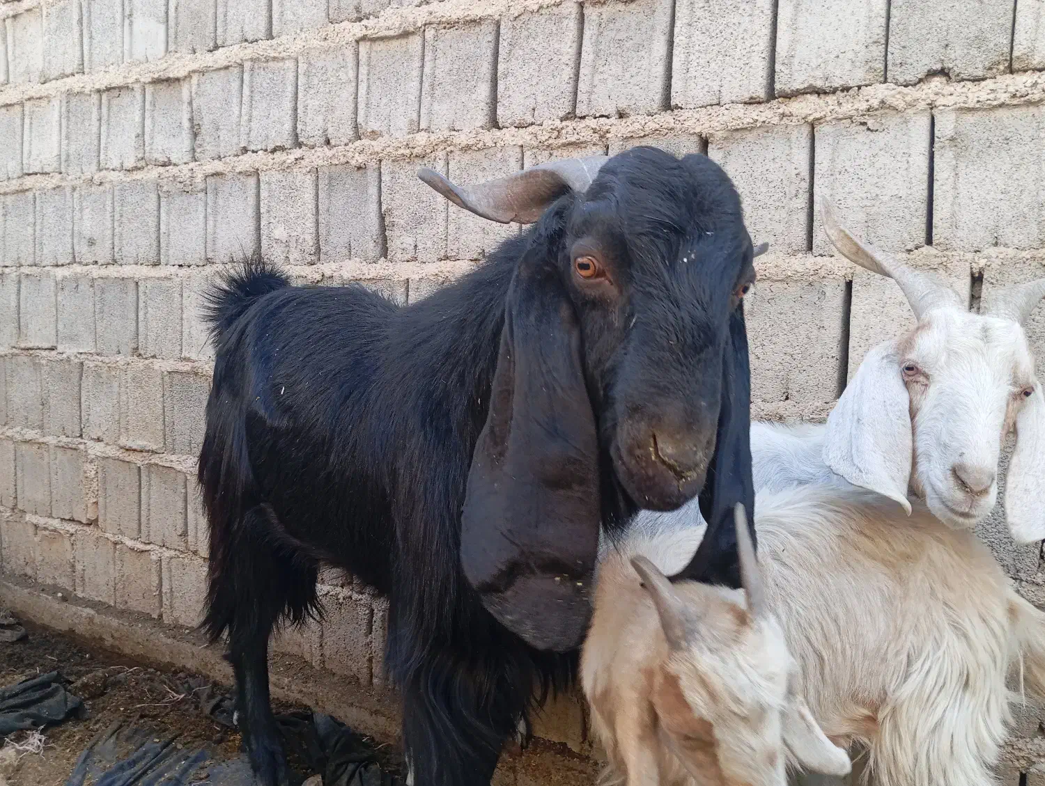 بزوبزغله|حیوانات مزرعه|سرفاریاب, |دیوار