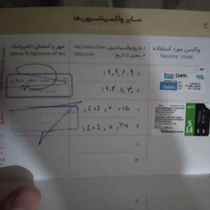 سگ پامر اشپیتز|سگ|کهریزک, |دیوار