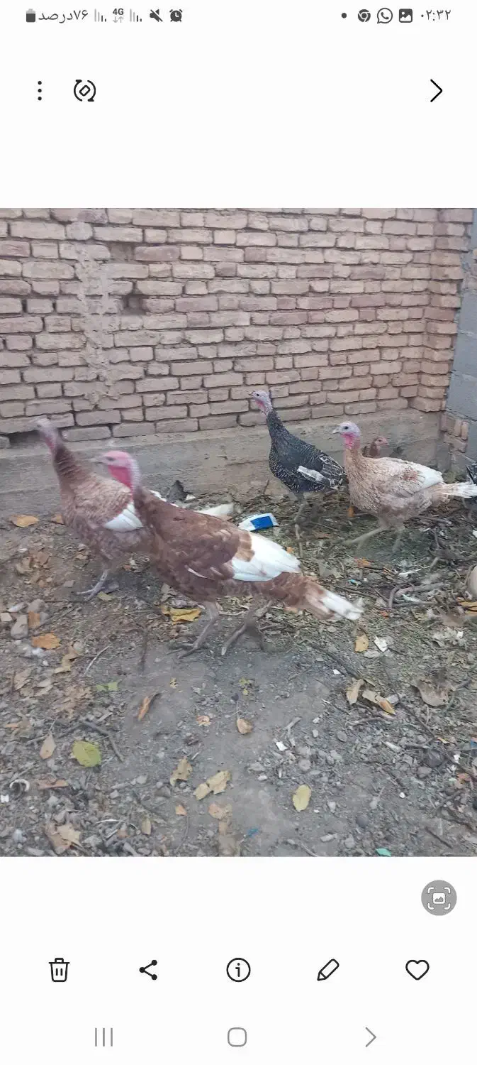 بوقلمون بوربن|حیوانات مزرعه|لاران, |دیوار