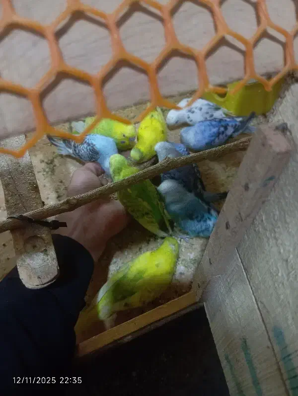 مرغ عشق|پرنده|خاش, |دیوار