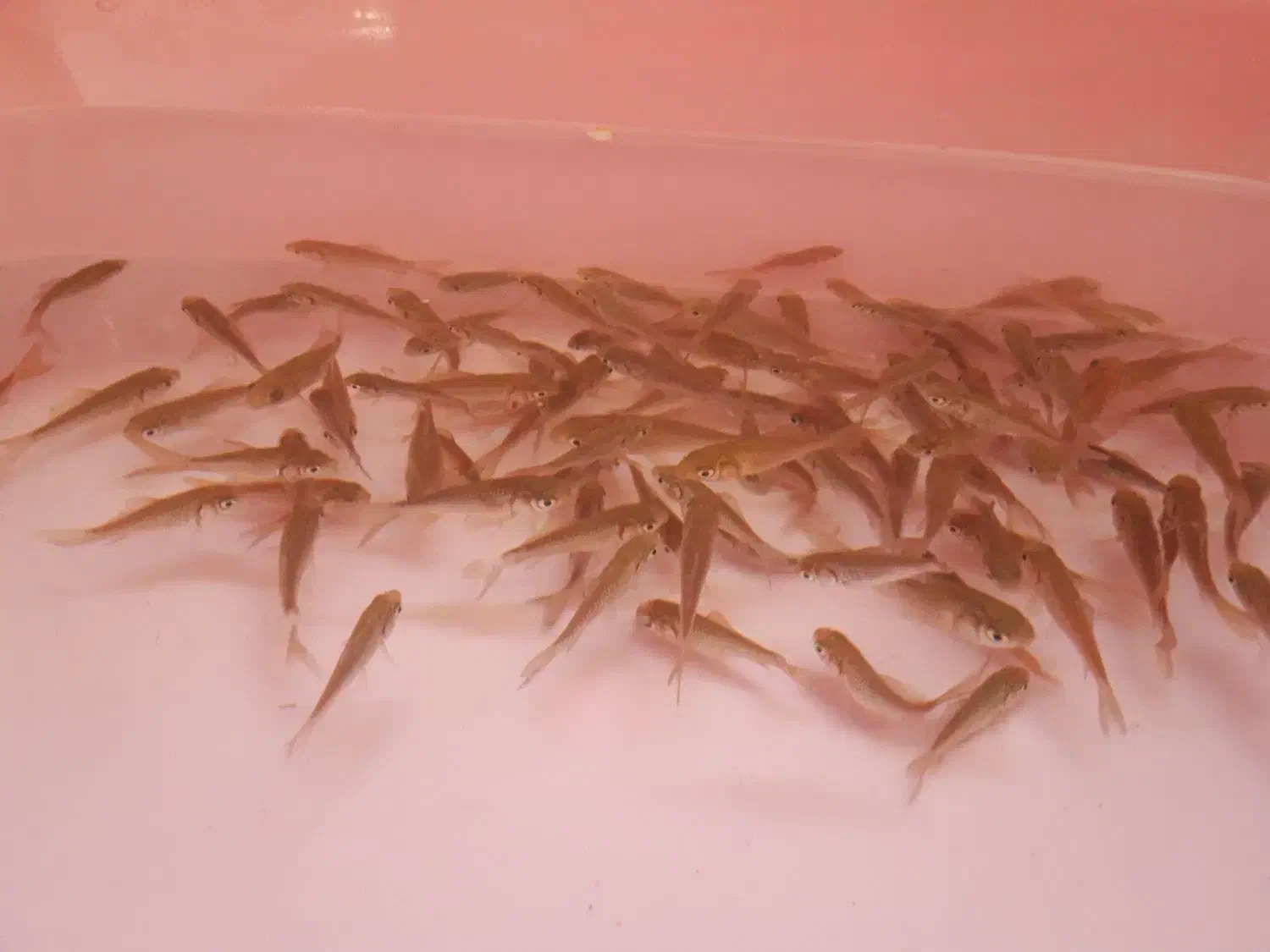 ماهی|ماهی|فولادشهر, B5|دیوار