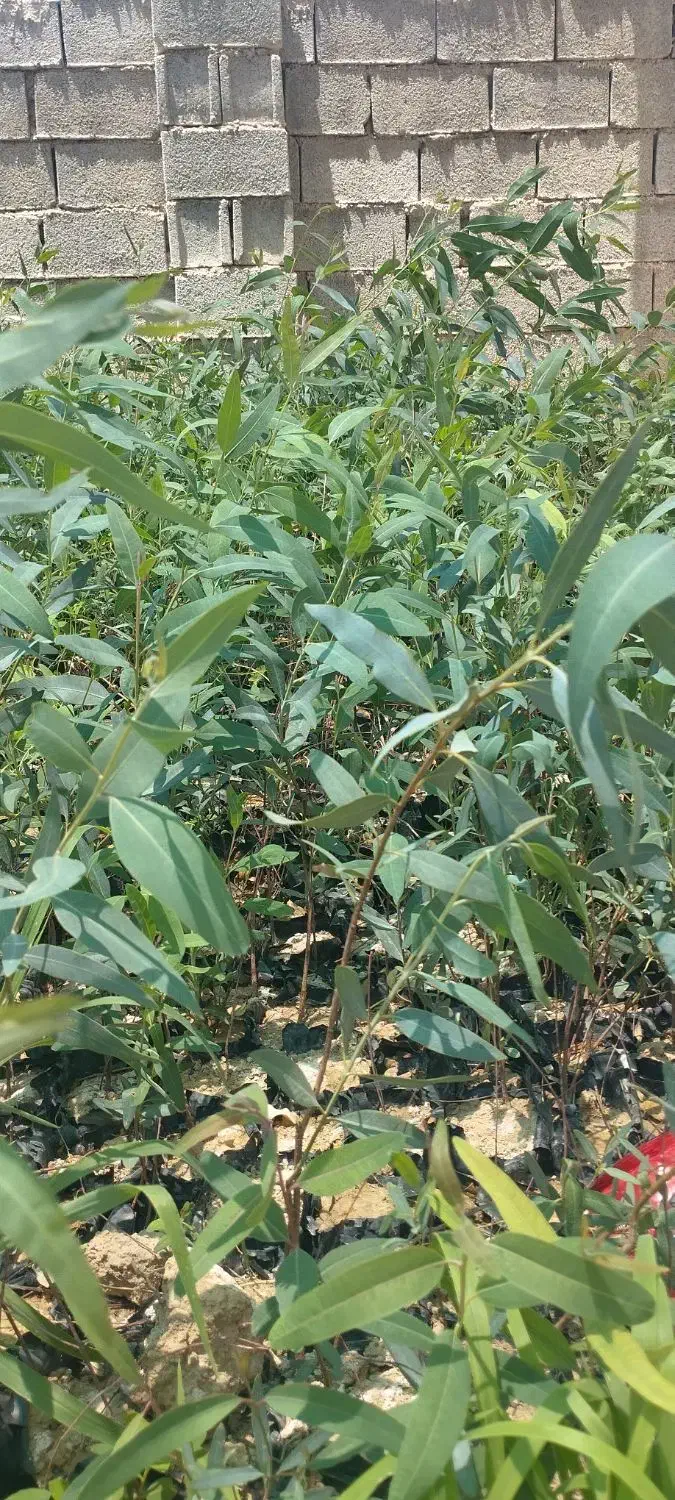 نهال اکلیتوس موجود|خدمات باغبانی و درختکاری|جهرم, |دیوار