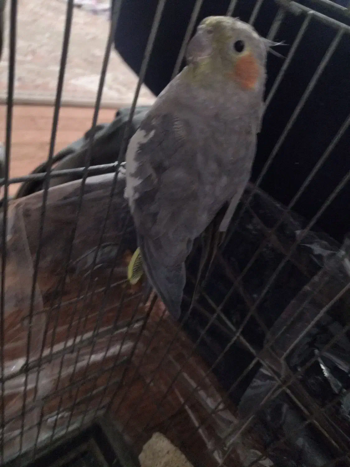 عروس هلندی|پرنده|مشهد, نوید|دیوار