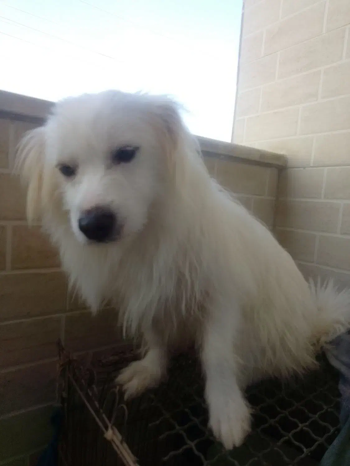 سگ بسیار مهربان حرف گوش کن|سگ|قشم, |دیوار