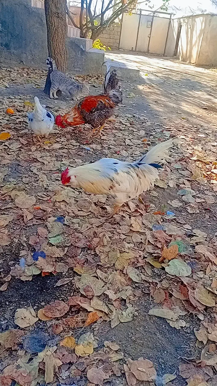 فروش جوجه گلپایگان ۶ماهه|حیوانات مزرعه|گرمی, |دیوار