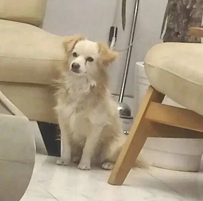 « گمشده » در مسجدالرسول|سگ|مرودشت, مسجد رسول|دیوار