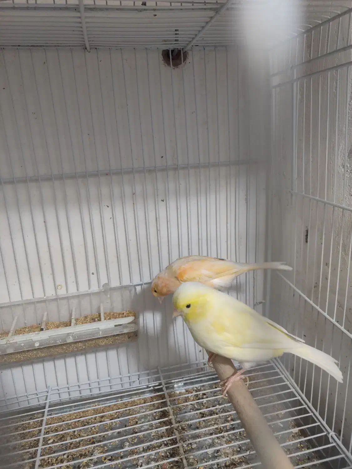 2 عدد قناری ماده  معاوضه با نر همرنگ خودشون|پرنده|بیرجند, |دیوار