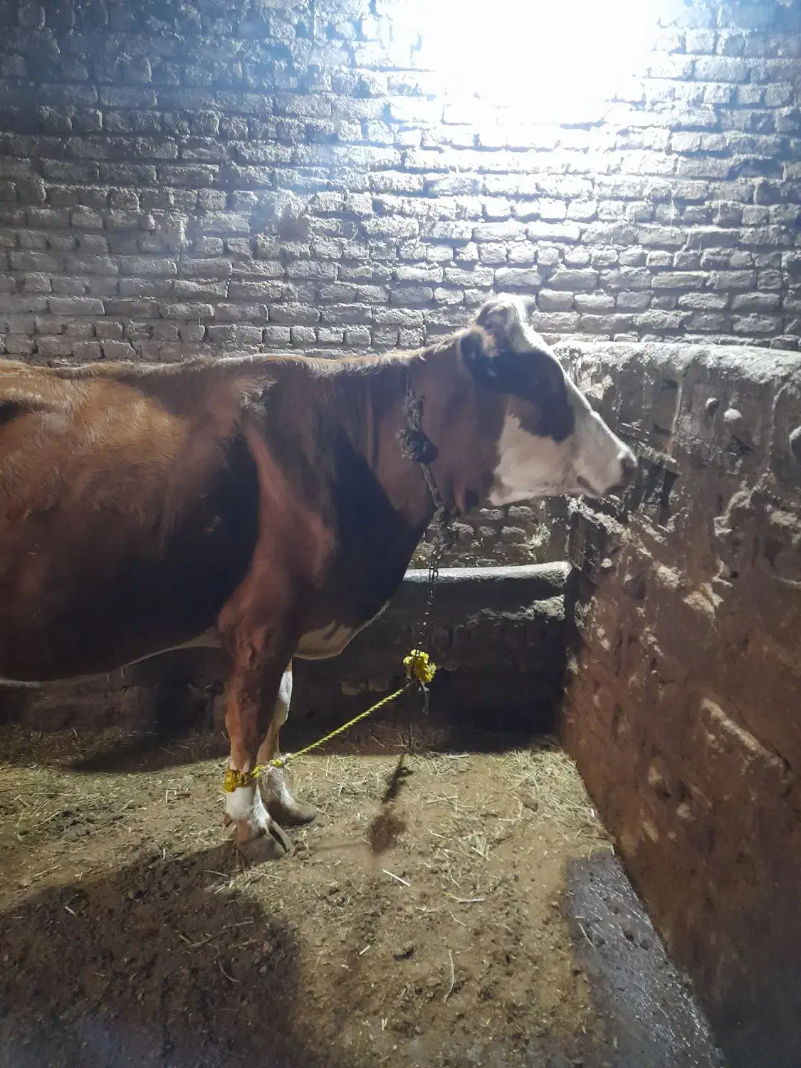 گاو سیمنتال|حیوانات مزرعه|سراجو, |دیوار