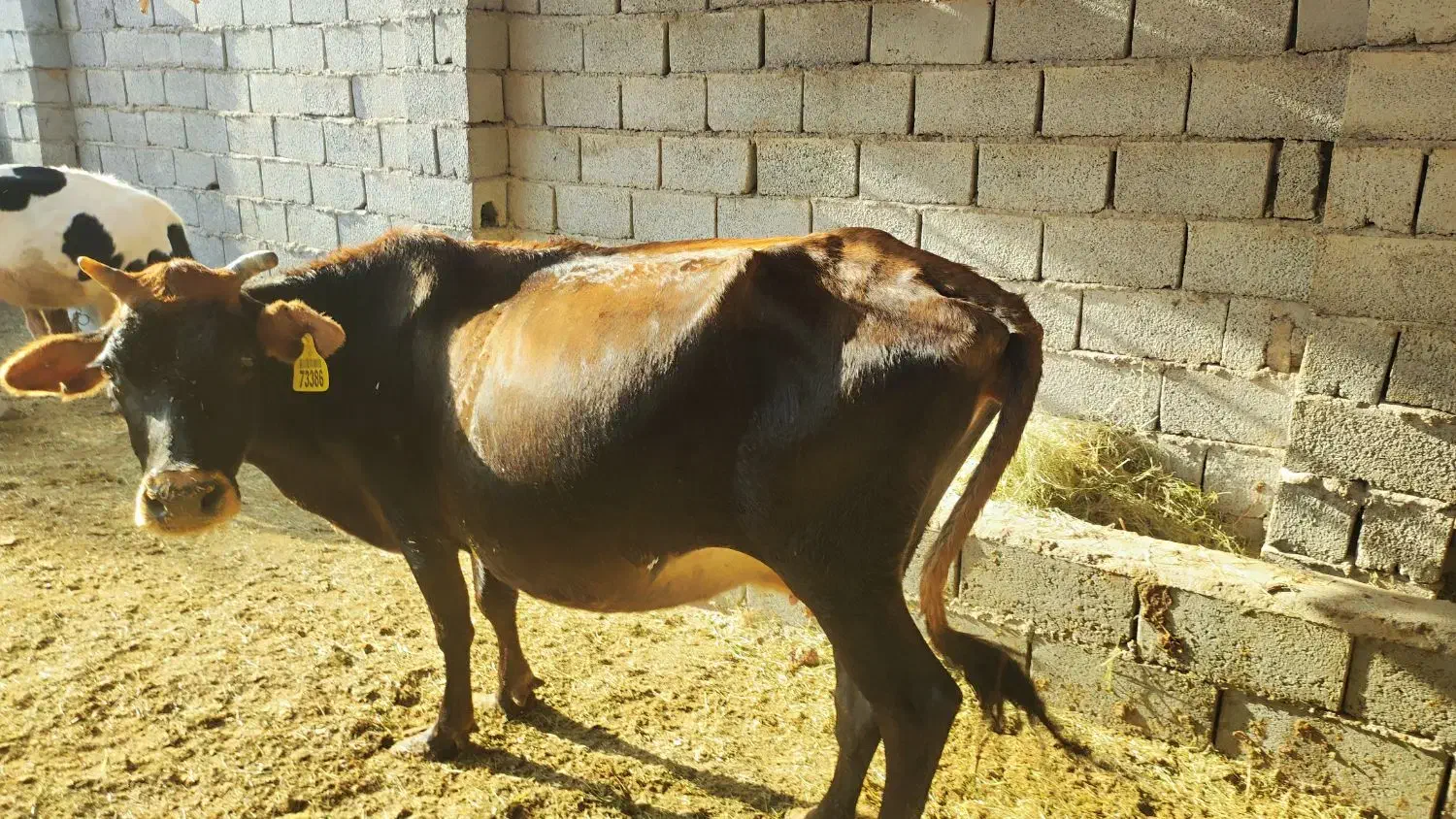 یک عدد گاو جرثه آوست شکم ۵ ماه|حیوانات مزرعه|فهرج, |دیوار