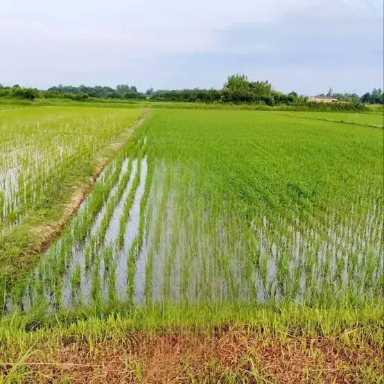 زمین کشاورزی ۴۹۰۰متری خوش محصول در لیموچاه|فروش زمین و ملک کلنگی|رشت, بازار|دیوار