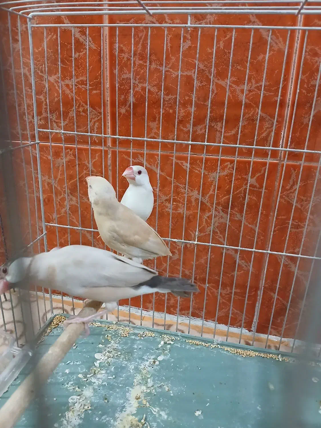 فنچ نرگسی آلبینو و شکلاتی|پرنده|ماهدشت, |دیوار