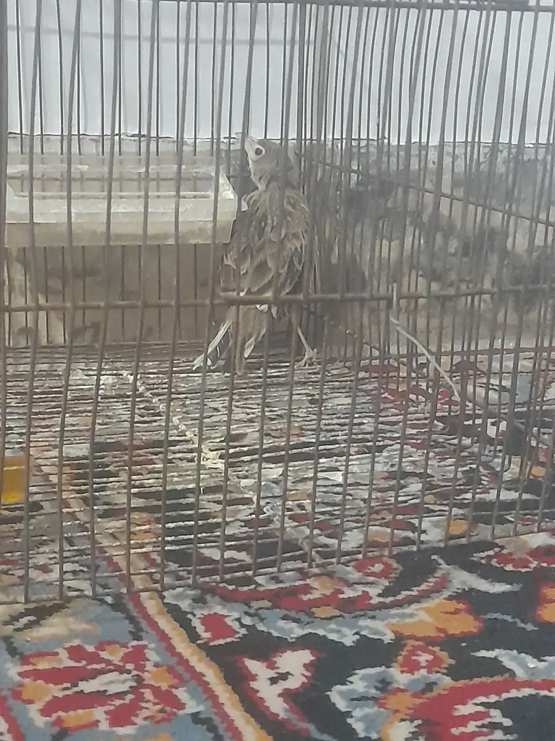 سهره خاکی|پرنده|کوهدشت, |دیوار