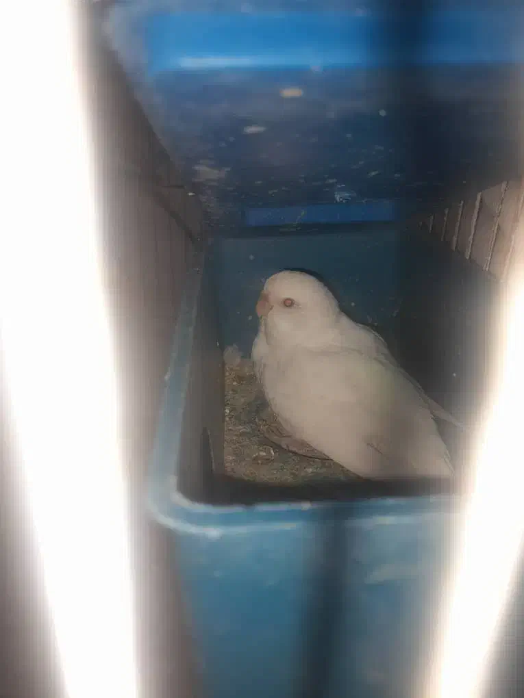 مرغ عشق|پرنده|دوگنبدان, |دیوار